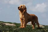 BASSET FAUVE DE BRETAGNE 012